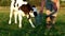 Calf drinking cows milk from bucket. Farmer feeding calf with milk from bucket