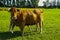 Calf drinks from udder on pasture