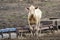 Calf with ear tag at a livestock ranch