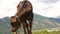 Calf eating fresh grass on summer meadow in mountain and looking at camera