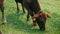 Calf eating grass closeup. Newborn cows on a meadow.