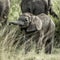 Calf elephant in Serengeti National Park