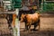 A calf exploring the corral