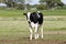 Calf in a Farm Meadow