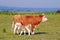 Calf feeding with milk from cow