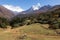 Calf feeds pastures in front Ama Dablam mountain peak. Nepal.