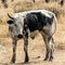 A Calf in the field