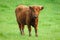 Calf on flowered meadow. Scottish highland cattle with long horns and long wavy fur. Bio agriculture. Bio farming.