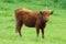 Calf on flowered meadow. Scottish highland cattle with long horns and long wavy fur. Bio agriculture. Bio farming.