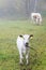 Calf on a foggy meadow