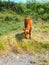 calf grazes on the grass. cow cub