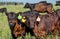 The calf grazes on a green meadow. Summer sunny day.