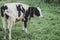 A calf grazes in a green meadow. there is a place to insert text