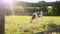 Calf grazes in the meadow and drinks milk from a bucket on a sunny day at sunset in summer