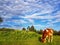 Calf grazing at a farm