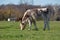 Calf grazing in field