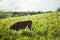 Calf grazing in field