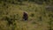 Calf grazing in the meadow in the evening during spring months