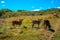 Calf grazing, sunny day, in rural area