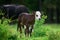 Calf on green grass field. Cow with dairy herd.