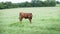 Calf in a green meadow, Red Angus steer or heifer