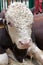 Calf Hereford breed of meat cows in paddock on farm