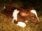 Calf Holstein Friesian cattle