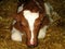 Calf Holstein Friesian cattle