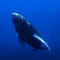 calf humpback whale playing