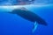 calf humpback whale playing at water surface