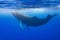 calf humpback whale playing at water surface