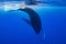 calf humpback whale playing at water surface