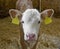 Calf inside of a cow barn