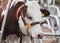 Calf lies against the background of the cow stall