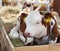 Calf lies against the background of the cow stall