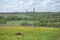 The calf lies on a flower meadow