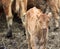 Calf Livestock Cow