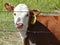 Calf Looking Through Barbed Wire Fence