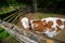 A calf looking though wooden fence. Rural farmland