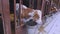 The calf looks into the camera. Braunschwitz calf. A young cow looks into the room and sticks out her tongue Cute cows