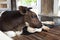 Calf lying on cowshed ground in dairy farm, one eye look at camera