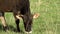 Calf on a Meadow