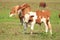 Calf on meadow, cows on pasture in background