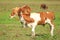 Calf on meadow, cows on pasture in background