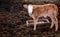 Calf in middle of feedlot manure, next to tub for water.