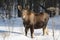 A calf moose waits for mom