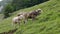 Calf with mother cow standing in mountain slope and chewing their grass that they have eaten, in the day without people in cloudy