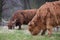 Calf and mother of Scottish Highland cattle. Horned Highland Cattle grazing on the grass near the pond. Close up of scottish highl