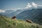 Calf in the mountain prairie