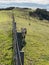 A calf near fence on a green field in a sunny day, Tawharanui Regional Park, New Zealand